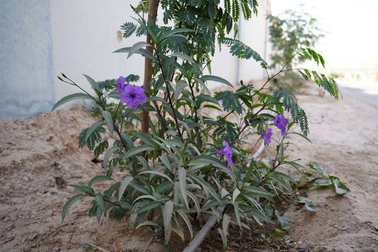 University of Fallujah Continues Tree-Planting Campaigns at the New University City Site